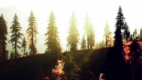 amanecer del bosque