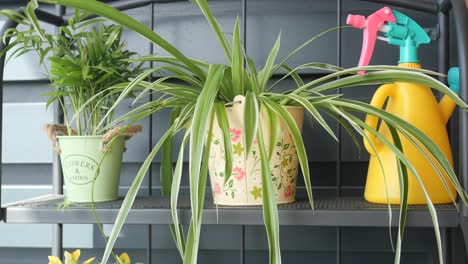 una planta de araña en una olla decorativa en un estante