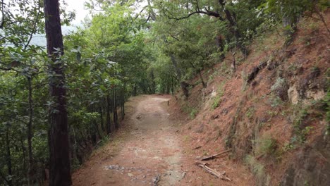 camino en un bosque de árboles sin sol y sin gente