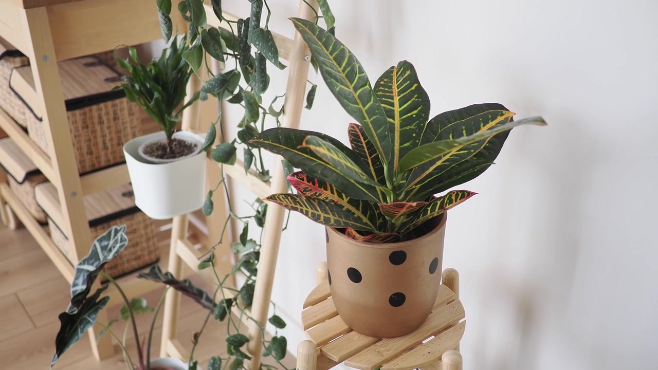 モダンな家にある木製スツール上の鮮やかなクロトン観葉植物