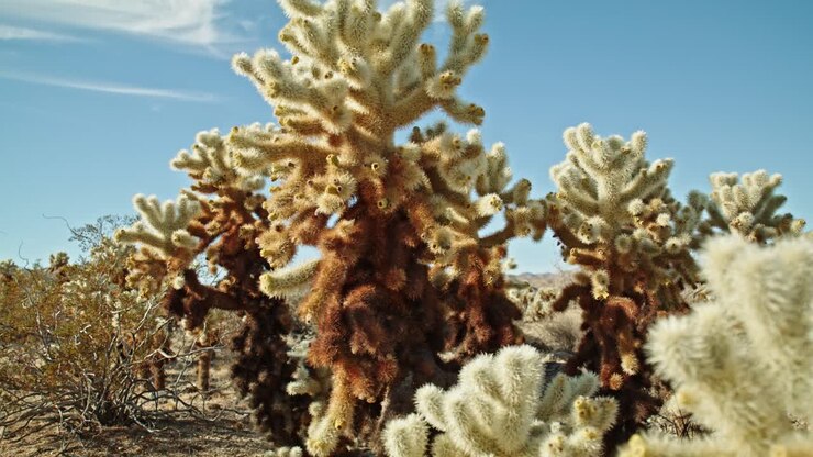 Pianta di cactus nel Joshua Tree National Park in California in una giornata parzialmente nuvolosa con dolly video che si muove lateralmente