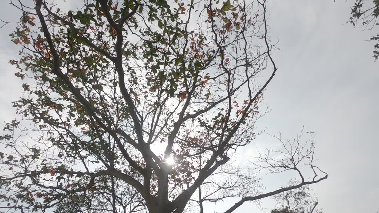 태양은 나무를 통해 밝은 빛을 비추고 그 사이에 잎은 천천히 떨어집니다.