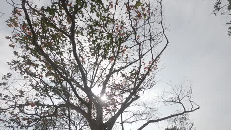 El-Sol-Brillando-La-Luz-Brillante-A-Través-De-Un-árbol-Y-Las-Hojas-Cayendo-Lentamente-Mientras-Tanto