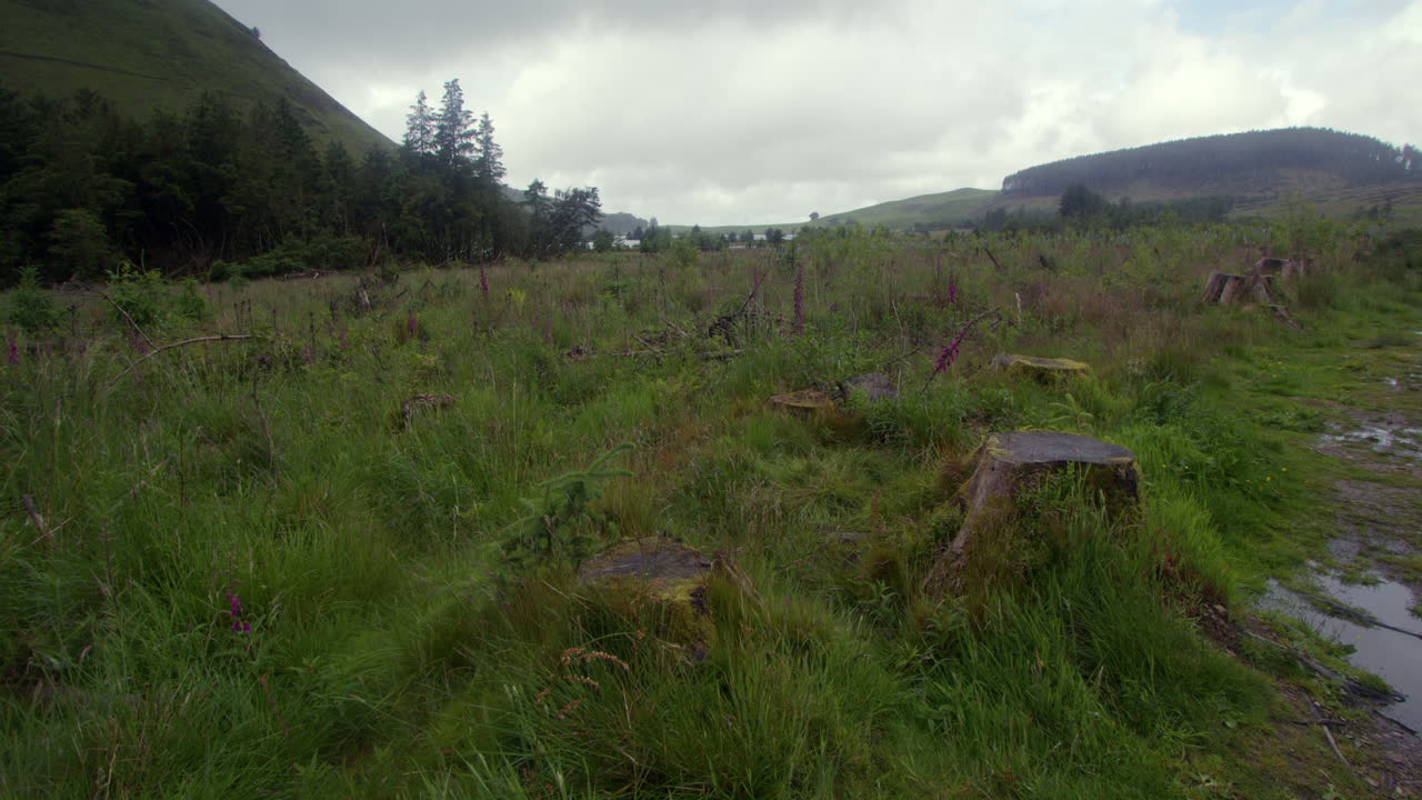 wide shot of multiple true stumps we vegetation growing in between at Cogra Moss lake. West lake district