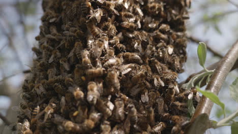 primer plano de abejas en un enjambre de abejas