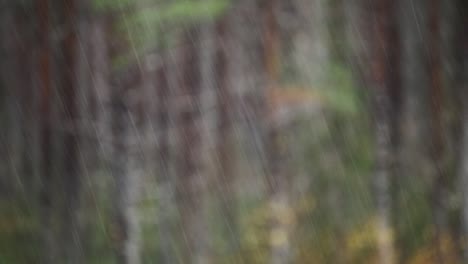 rainy day in a swedish pine forest