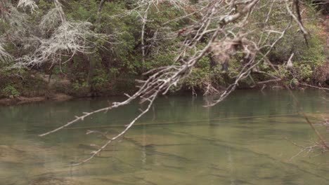 River-stream-flowing-in-the-woods