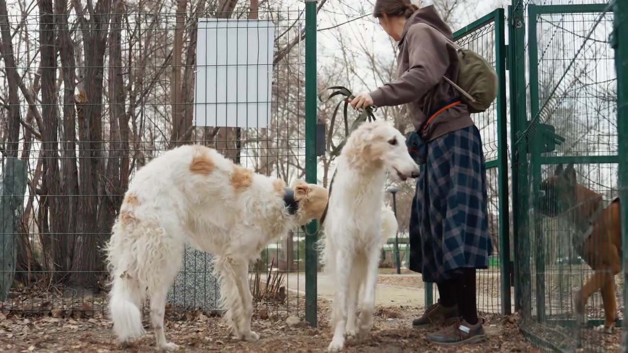 Una mujer pasea a dos perros blancos con correa a través de una verja metálica verde en un área cercada al aire libre con árboles desnudos y marcadores de piedra grises. La escena es tranquila, mostrando la interacción entre la mujer y los animales.