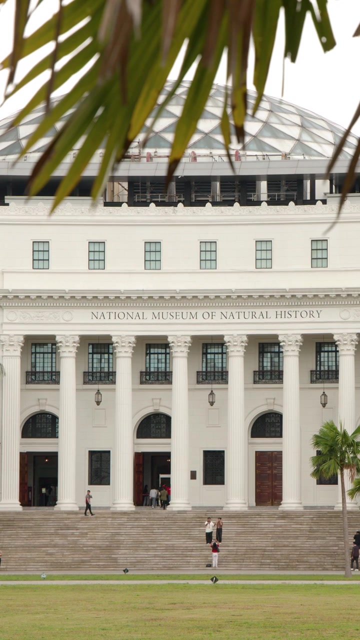 Inquadratura ampia statica dell'edificio museale neoclassico bianco incorniciato da foglie di palma tropicali
