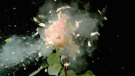 a rose explodes in million pieces