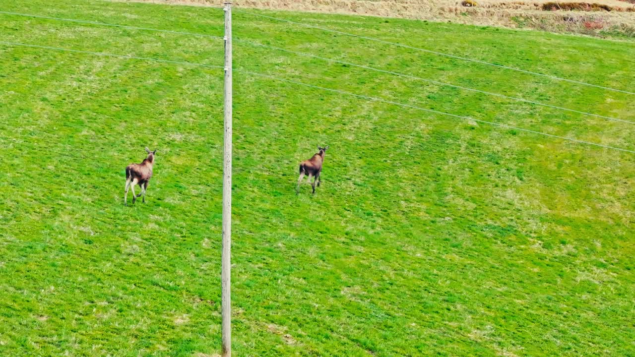 Cow Moose Running In Green Farm Field - Drone Shot