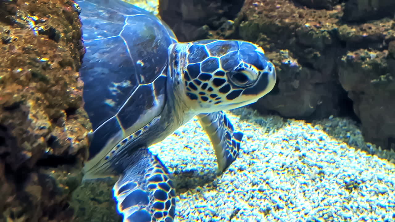 Tortuga, reptil marino, criatura acuática con caparazón nadando en el agua del océano.