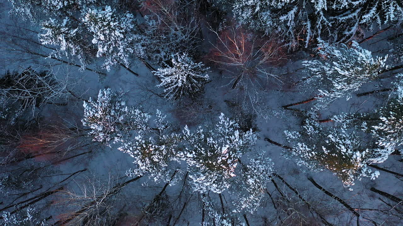 AERIAL: Rising Up Above the Winter Forest