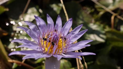 la abeja interactúa con el vibrante lirio de agua púrpura