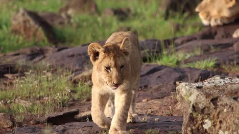 lion cub walking on rocky ground in the masai mara national park in kenya