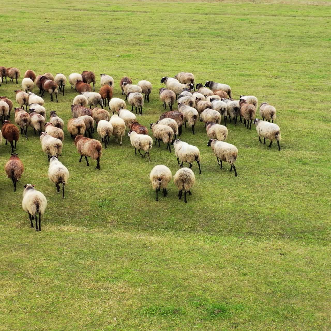 Giornata di sole con pecore che pascolano in un campo erboso. Gregge di animali domestici soffici. Video dall'alto.