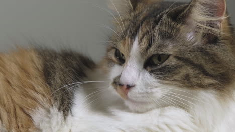 sliding shot of beautiful calico, tabico cat peacefully sleeping and looking in the void and slowly breathing