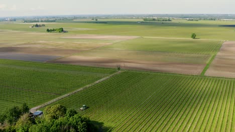 Viñedos-Italianos-En-La-Región-De-Friuli