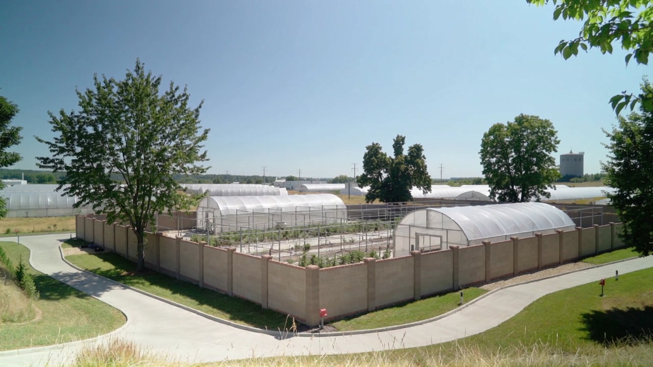 Stirring light breeze moving leaves and grass across walled greenhouse compound with hoop tunnels