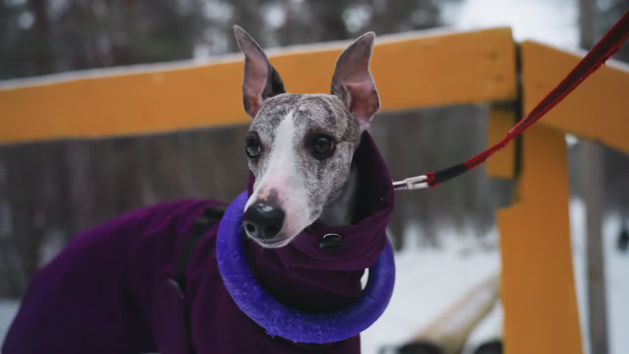 Close-up of alert greyhound dog in purple coat and blue toy ring around neck, standing on snowy path near yellow railing in forest during winter walk, showing focused expression and winter setting