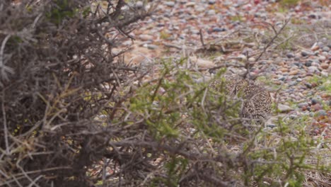 Busy-Elegant-crested-tinamou-walking-on-the-sandy-beach-pecking-on-something-on-the-way,-punta-tombo