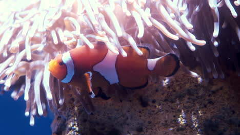 clown fish swimming into colorful coral