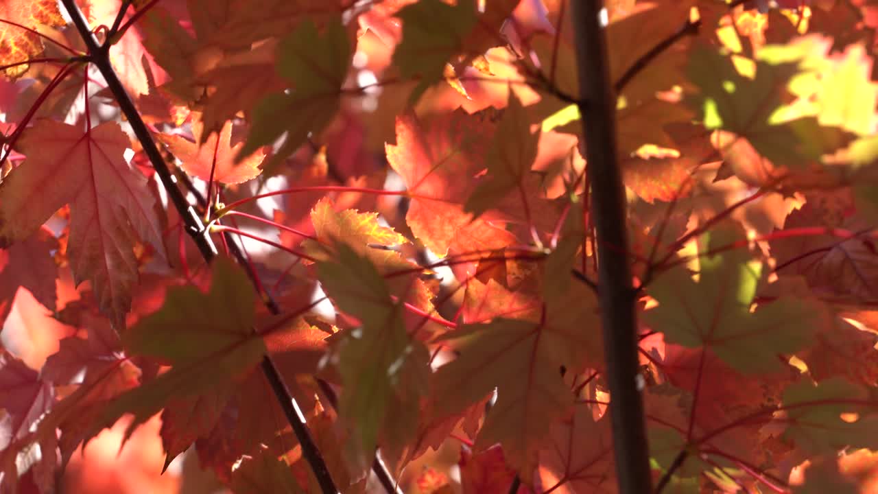 4k_colorido video de material de archivo de otoño que captura luz, colores y movimiento