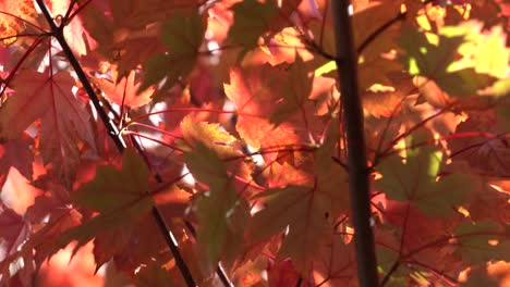 4k_colorido-Video-De-Material-De-Archivo-De-Otoño-Que-Captura-Luz,-Colores-Y-Movimiento