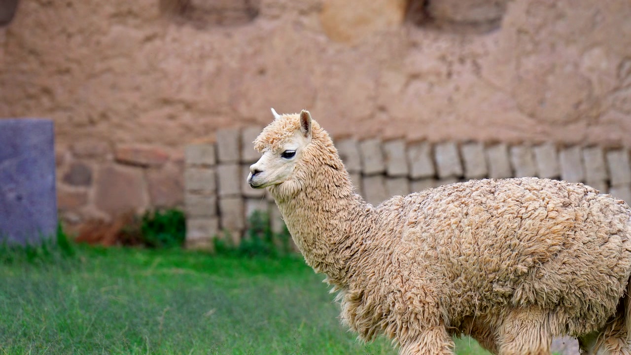 Kermanvärinen alpakka seisoo kivimuurien lähellä Ollantaytambon raunioilla, telekuvattu tausta laiduntavasta eläimestä.