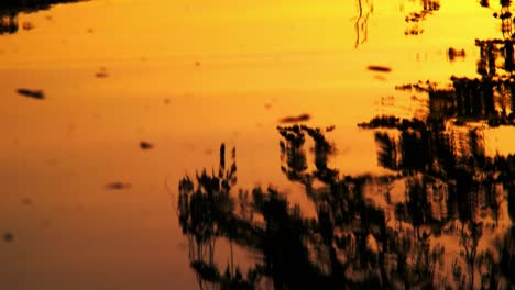 Sonnenuntergang-Dunkle-Bäume-Und-Grasreflexion-Im-Fluss,-Während-Er-Naturbäume,-Blumen,-Äste-Fließt