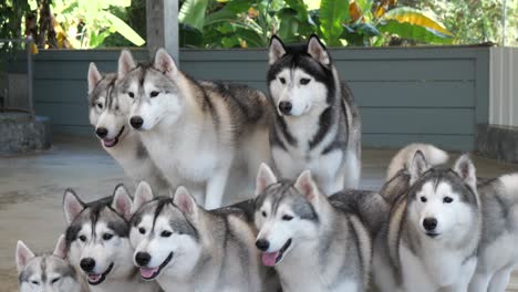 syberian husky dogs pay attention to their food-1