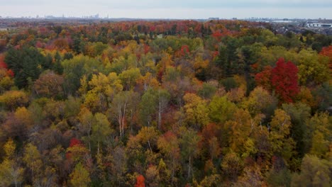 Fly-over-a-woods-and-trees-in-a-fall,-cloudy,-moody-day