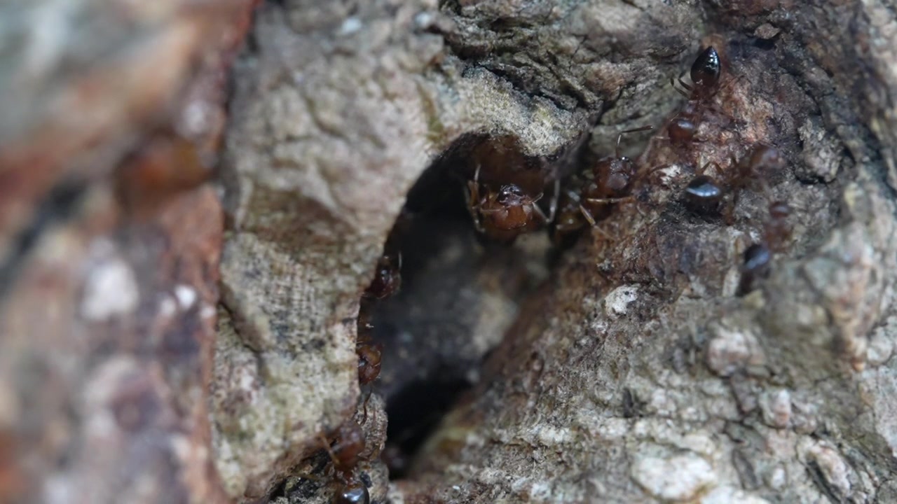 Video macro al rallentatore di formiche che entrano ed escono da un buco nel tronco di un albero.