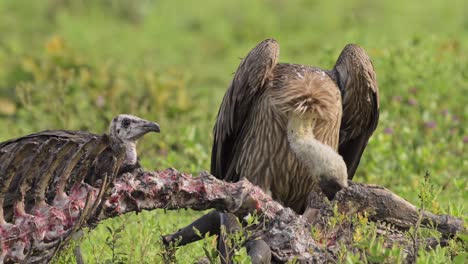 vulture eating in africa on a kill in serengeti national park, scavenging and feeding on a carcass and bones of a dead animal body in tanzania in africa on african wildlife safari animals game drive