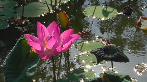 a waterlily bobs in a pond