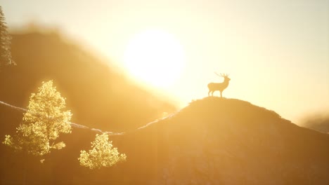 deer male in forest at sunset