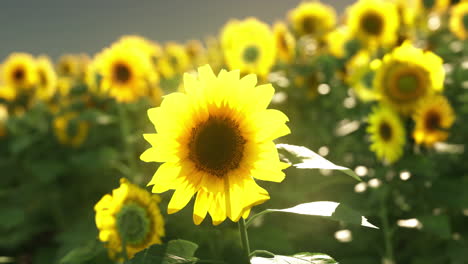 un campo de girasoles en pleno florecimiento