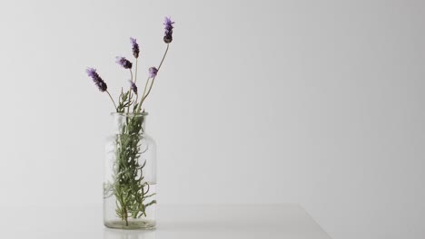 video of lavender flowers in glass vase with copy space on white background