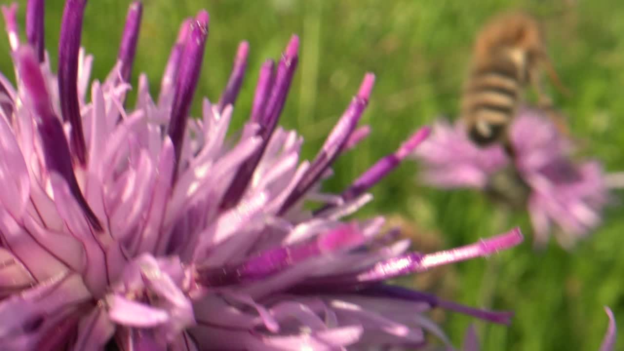 foto macro de abeja durante la puesta de sol recogiendo polen de flor morada y volando en cámara lenta