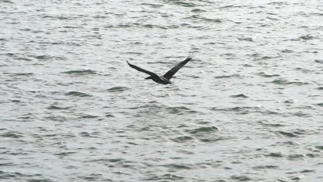 Slow-Motion-shot-of-pelican-as-it-flies-low-over-the-water