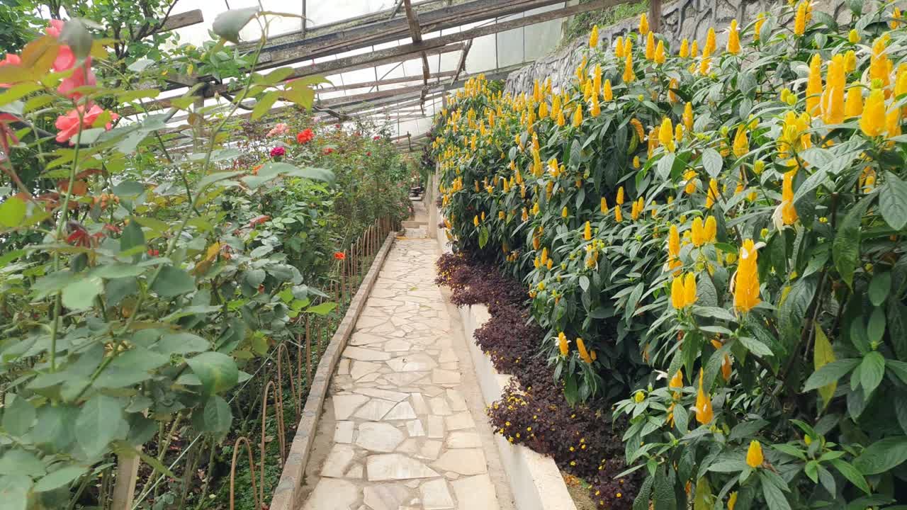 카메론 하이랜드 말레이시아의 아름다운 꽃과 풀