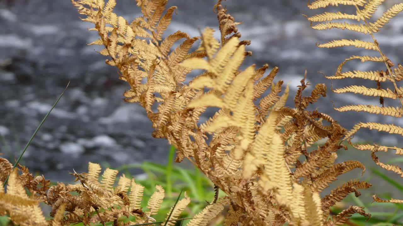 bosque sereno de otoño e invierno con un suave arroyo, que fluye sobre las rocas, creando pequeñas cascadas