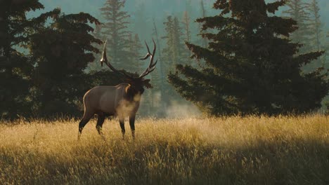 Bull-elk-in-4K-on-a-chilly-morning,-its-breath-in-the-stunning-mist-of-fog