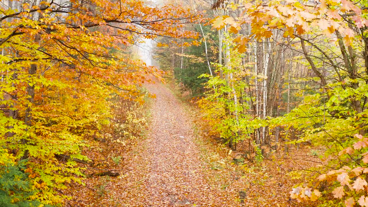 Camera rises amid golden trees in Fall