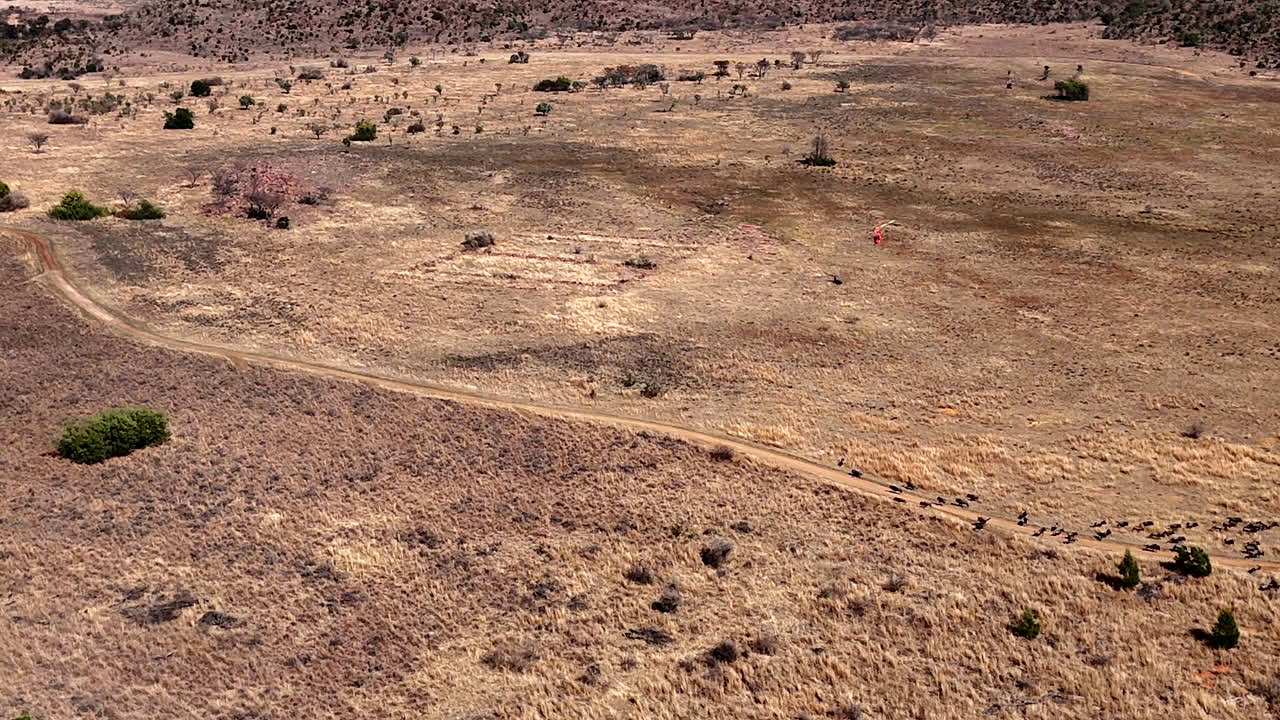 Wildebeest capture and relocation using helicopter to direct herd, high aerial