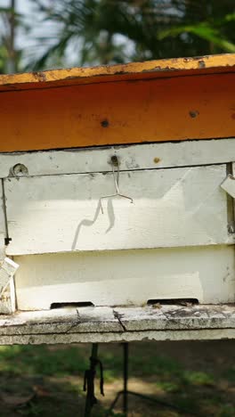 beehive close-up