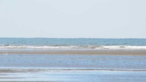 Large pelican swimming along the shore of the south pacific ocean before flying away and out of frame