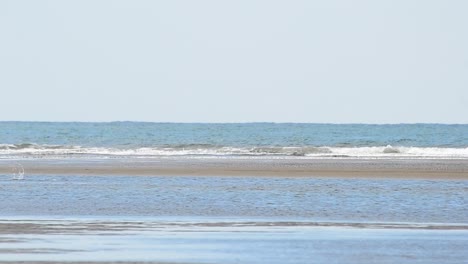 large pelican swimming along the shore of the south pacific ocean before flying away and out of frame