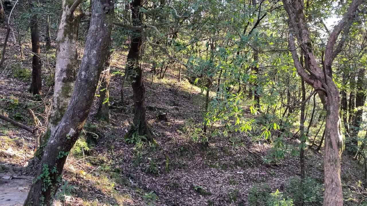 인도 의 울창 한 숲 의 느린 패닝  ⁇  은 땅 에 말린 잎 과 함께 숲 을 통해  ⁇  을 비추고 있다