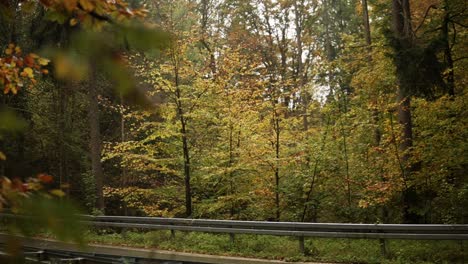 Beautiful-reveal-shot-of-a-colourful-forest-in-fall-and-autum